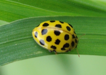 Coccinelle del Parco di Monza